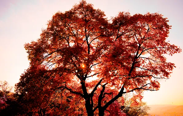 City, Tree, Sun, Sunset, Autumn, View, Stuttgart, Leaves
