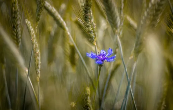 Field, spikelets, cornflower