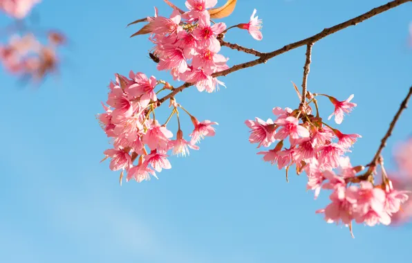 Picture the sky, branches, spring, Sakura, flowering, pink, blossom, sakura