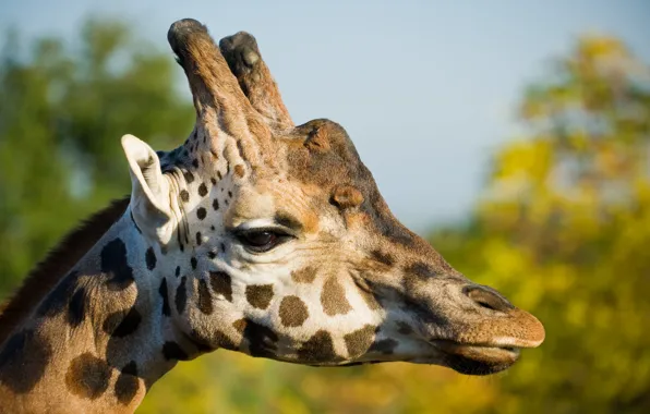 Look, head, profile, France, Moselle, Lorraine, Жираф (Giraffa camelopardalis)