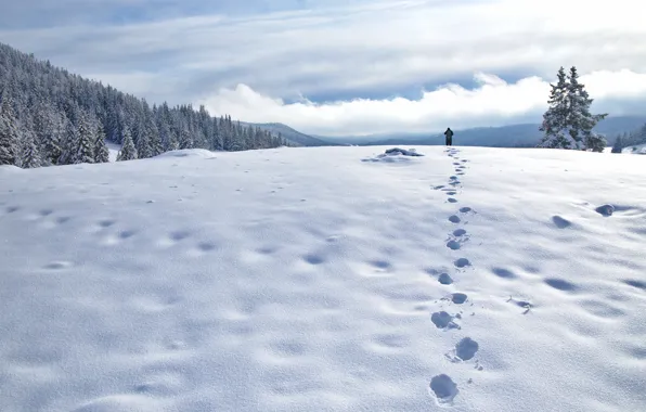 Winter, field, forest, the sky, clouds, light, snow, traces