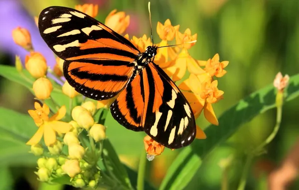 Flowers, macro, butterfly, wings, beautiful, closeup