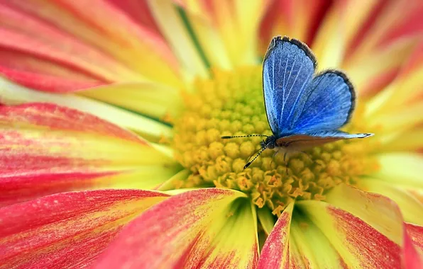 Flowers, nature, butterfly