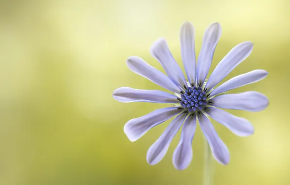 White, macro, flowers, background, petals