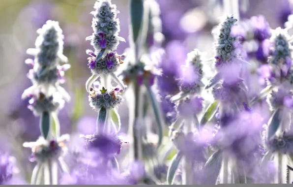 Summer, flowers, nature, lavender