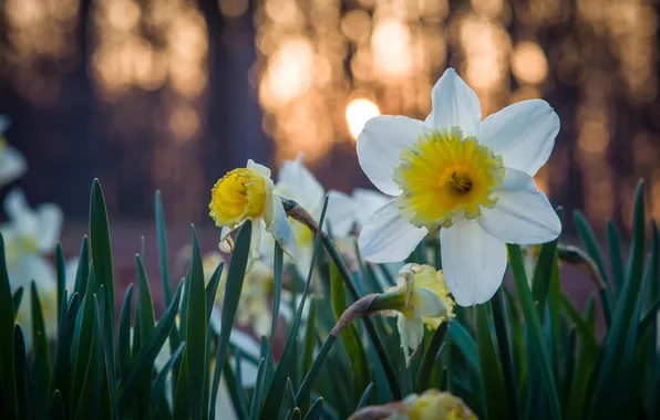 Flowers, yellow, white, daffodils