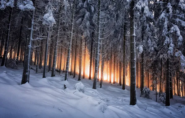 Winter, forest, Germany, Black Forest