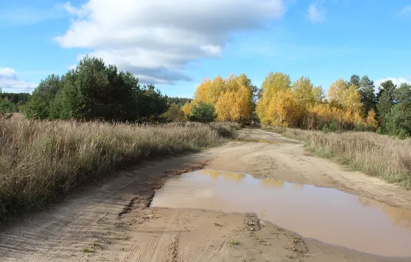 Road, trees, puddles, the bushes, primer, country
