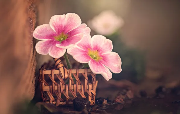 Picture macro, flowers, Board, pebbles, basket