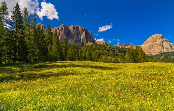 Picture forest, the sky, grass, the sun, trees, flowers, mountains, rocks