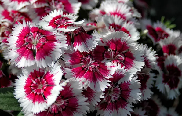 Picture paint, petals, garden, flowerbed, Chinese carnation