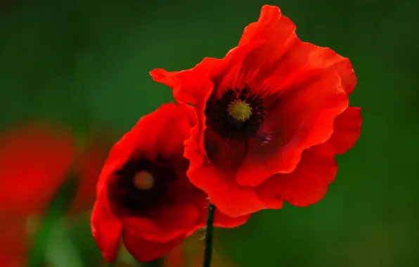 Picture macro, Maki, petals