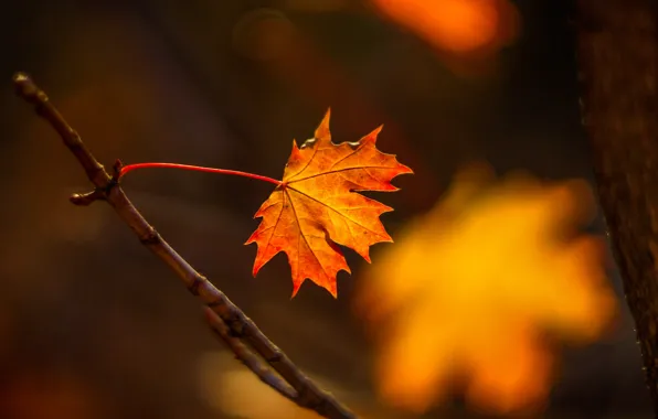 Sheet, the dark background, branch, red, bokeh, maple, autumn leaf