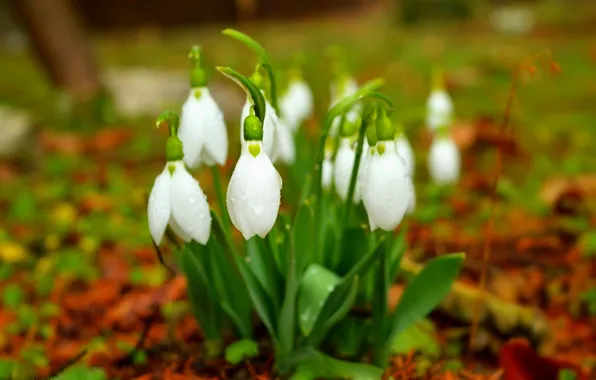 Picture Snowdrops, Snowdrops, White flowers, White flowers