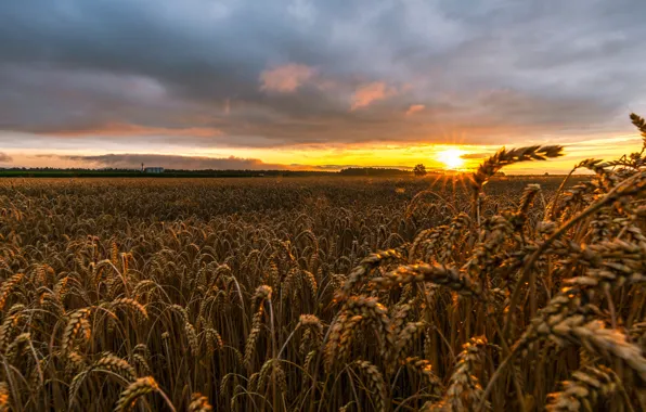 Picture wheat, field, the sky, the sun, clouds, rays, dawn, horizon