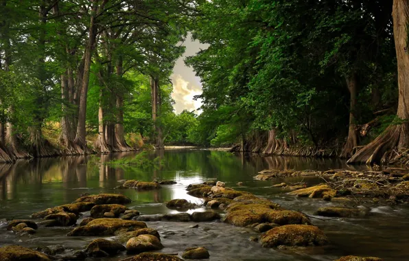 Picture forest, water, trees, roots, River, day