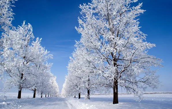 Winter, the sky, snow, trees, blue, morning, Snow morning