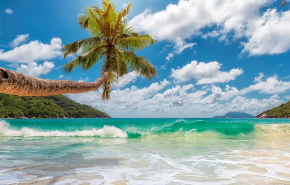 Sand, sea, beach, the sun, palm trees, shore, summer, beach