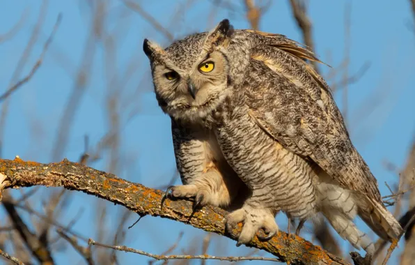 Picture look, branches, nature, pose, owl, bird, blue background, owl