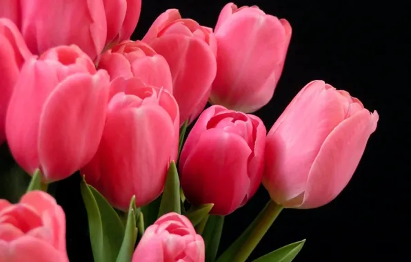 Picture Tulips, pink, on a dark background