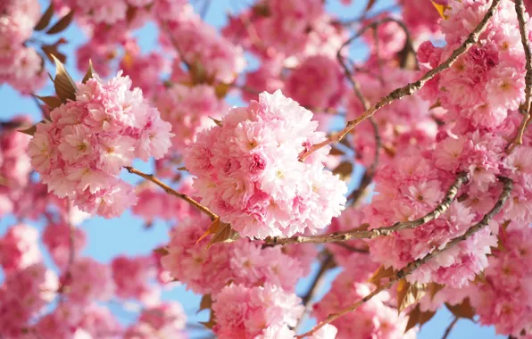 Light, flowers, branches, spring, Sakura, pink, flowering, a lot