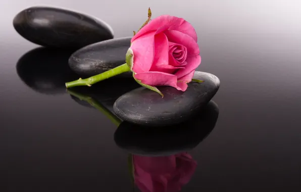 Picture flower, Bud, flower, stone, stone, pink rose, pink rose, Bud