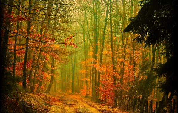 Road, autumn, forest, trees, nature, foliage