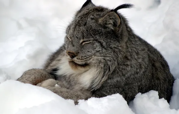 Picture winter, snow, sleeping, lynx