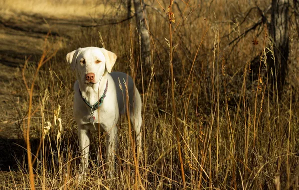 Picture autumn, each, dog