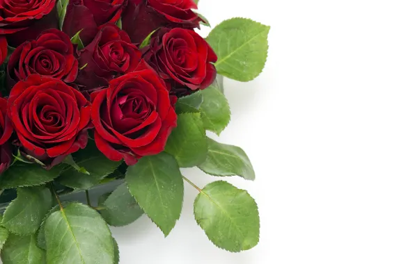 Picture leaves, flowers, bouquet, buds, red roses