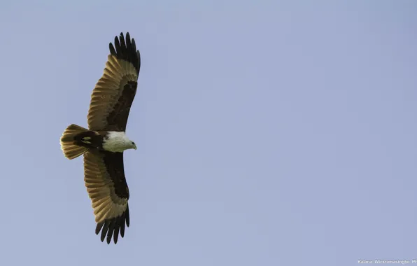 The sky, freedom, bird, height, wings, predator, flight, kite