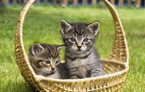 Grass, look, cats, pose, glade, kittens, grey, a couple