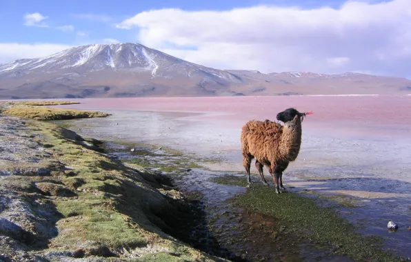 Mountains, Lama, Bolivia, lama on the laguna