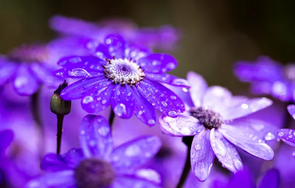 Drops, macro, petals, after the rain, Cineraria
