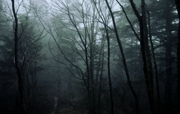 Picture forest, trees, nature, fog, Japan, Japan, North Yatsugatake mountains