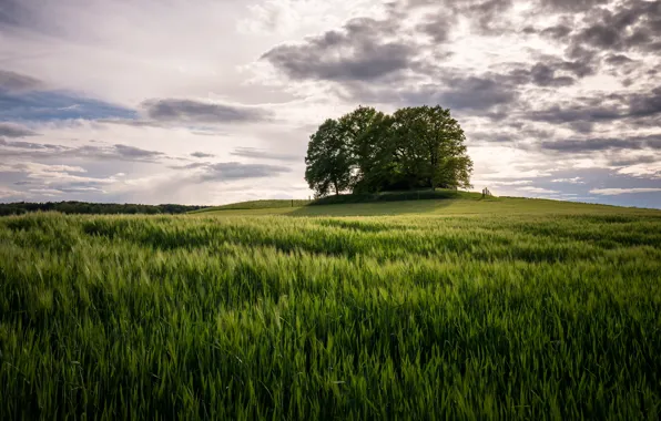 Picture field, summer, trees