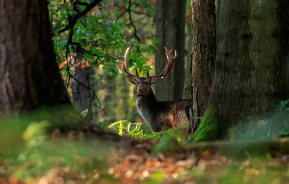 Forest, trees, nature, deer, handsome, bokeh