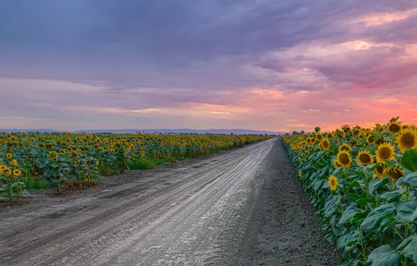 Picture road, field, the sky, clouds, sunflowers, landscape, sunset, nature