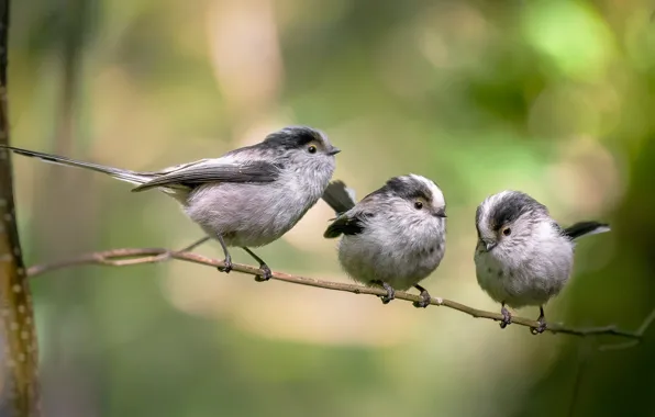 Picture nature, branch, birds, bokeh, long-tailed tit