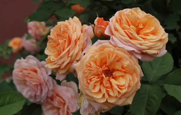Macro, roses, petals, buds