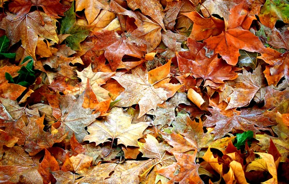 Autumn, leaves, nature, glade, foliage, yellow, red, a lot