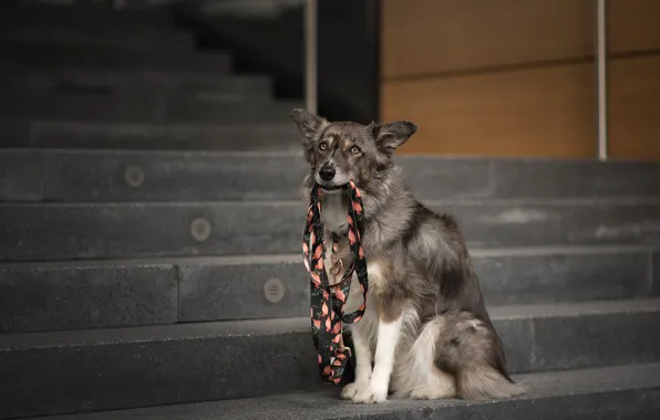 Picture look, face, the city, dog, ladder, stage, leash, sitting