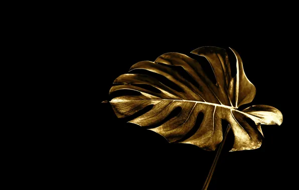 Sheet, style, gold, black background, gold, style, leaf, monstera