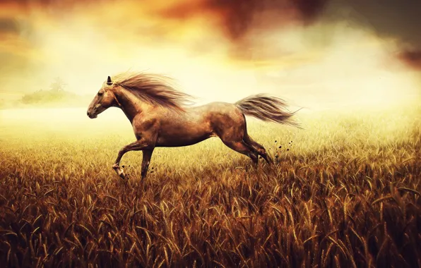 Picture wheat, field, stones, background, horse, earth, paint, figure