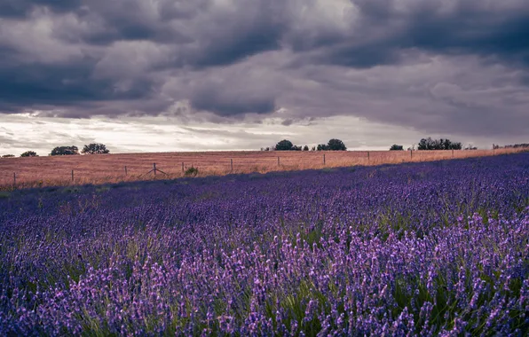 Field, the sky, flowers, lavender, plantation, lavender field