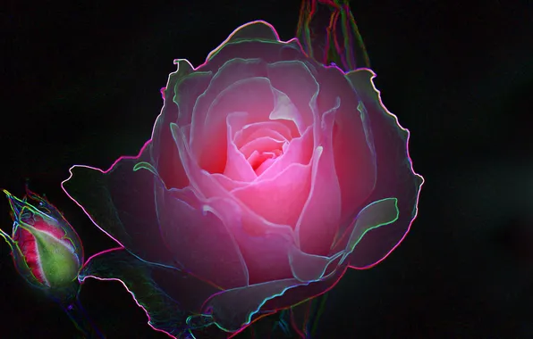 Flowers, rose, photoshop, my photoshop