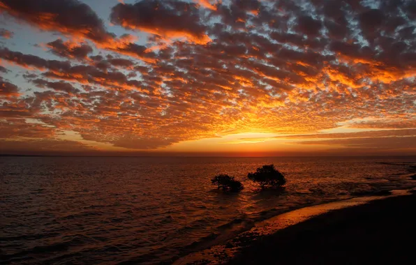 Sea, beach, the sun, clouds, trees, sunset, shore, dal