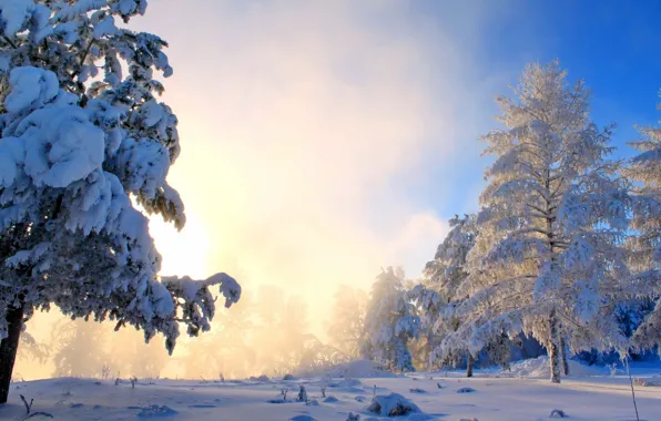 Picture winter, the sun, snow, trees, nature, fog, photo, the bushes