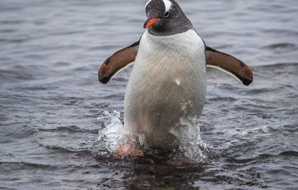 Water, nature, bird, penguin, Alexander Lozitsky