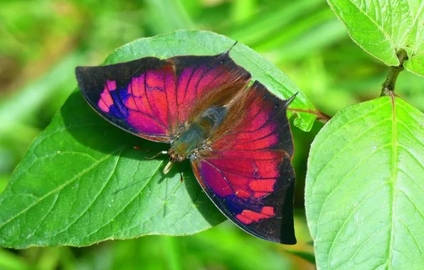 Leaves, microsemi, butterfly, wings, insect, beautiful, closeup